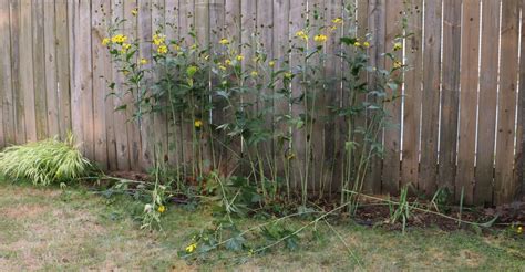 how to keep my sunflowers from falling over|How to Care for Sunflowers: 15 Steps (with Pictures) .